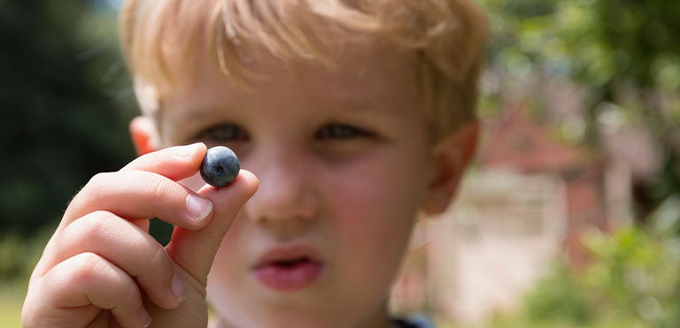 Un niño desarrollando su memoria sensorial tocando un arándano